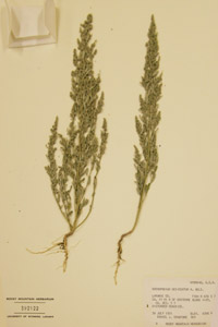 Herbarium Sheet of 